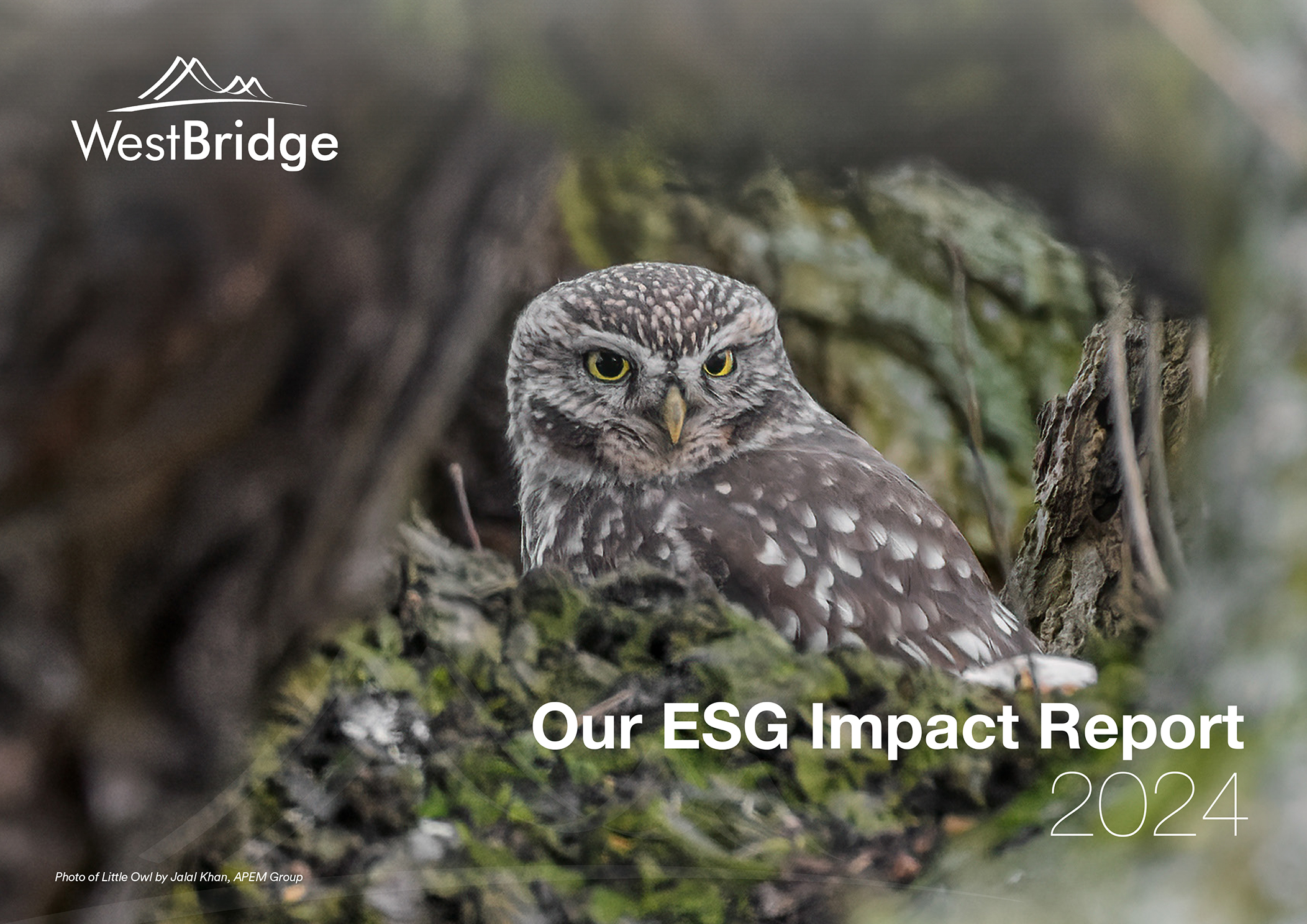 WestBridge Impact Report